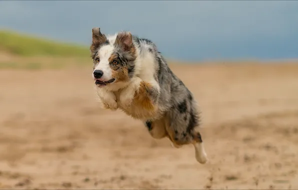Jump, dog, jump, the time, dog, moment