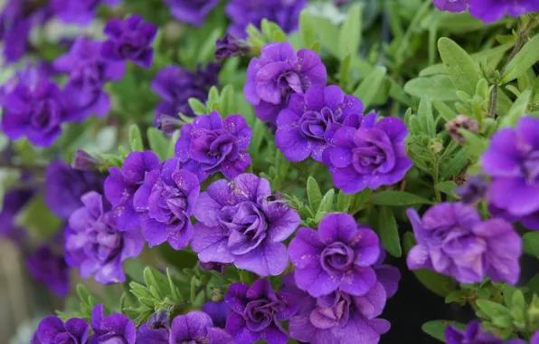 Picture purple, flowers, Calibrachoa