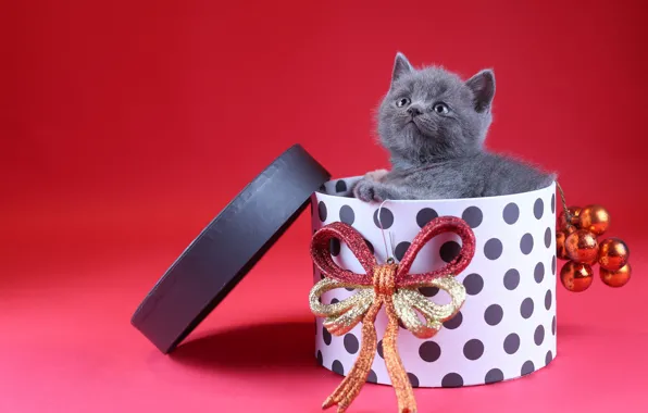 Cat, look, balls, decoration, kitty, grey, box, gift