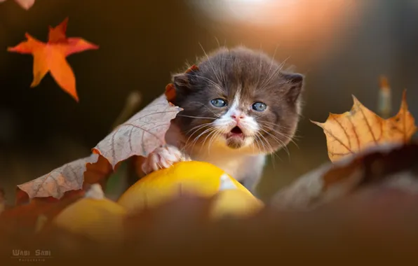 Cat, leaves, kitty