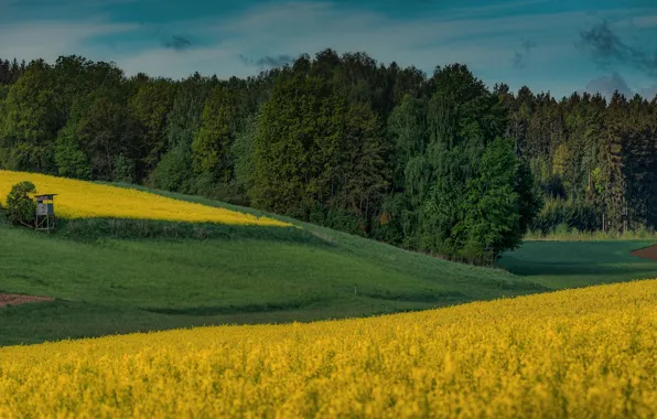 Field, forest, flowers, hills, booth, rape, rapeseed field