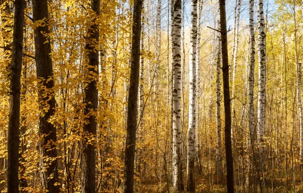 Autumn, forest, trees, branches, trunks, foliage, birch, grove
