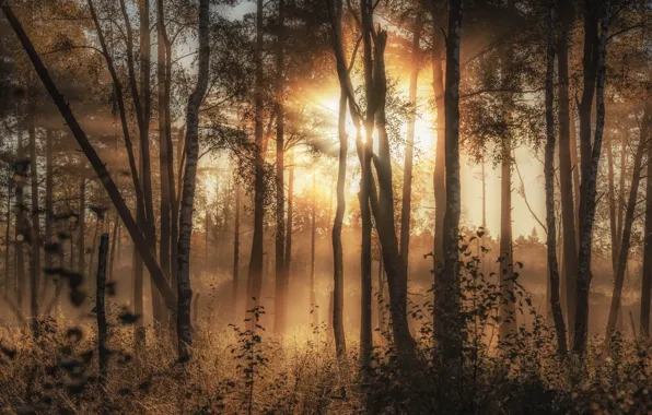 Wallpaper the sun, rays, fog, dawn, forest, sunset