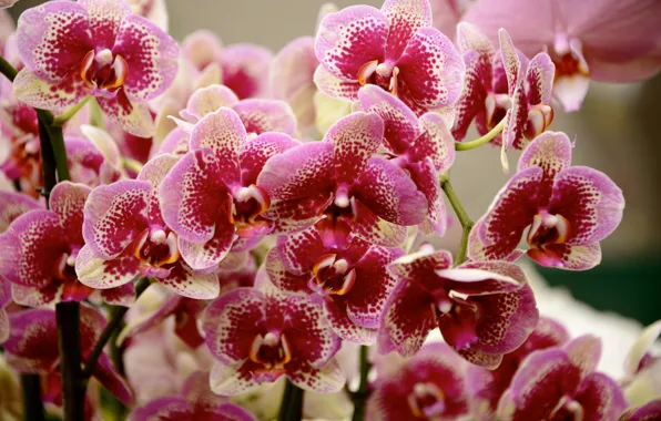 Picture flowers, orchids, flowering, flowers, flowering