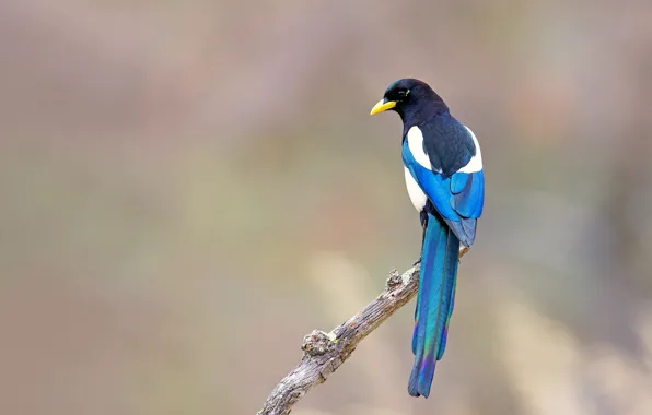Branches, bird, wildlife, forty