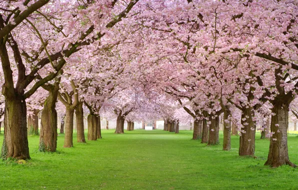 Trees, pink, beauty, spring, petals, alley, flowering, Spring blossom