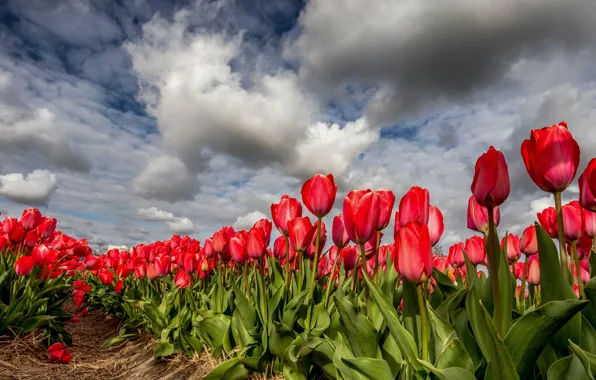 Picture clouds, spring, tulips