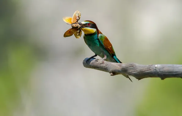 Picture bird, butterfly, branch, mining, cheloeka, European bee-eater