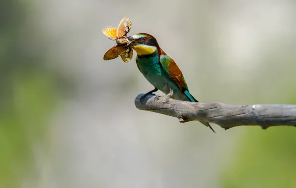 Bird, butterfly, branch, mining, cheloeka, European bee-eater