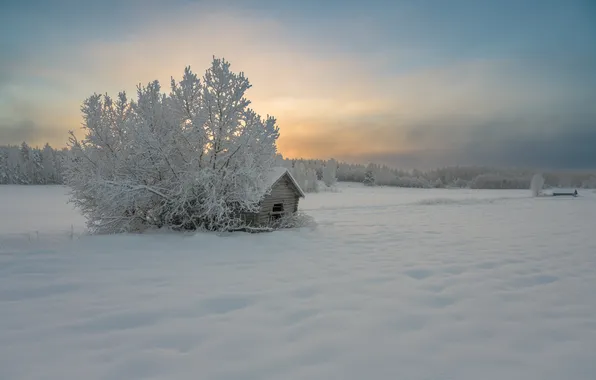 Winter, snow, trees, house, dawn, morning, frost