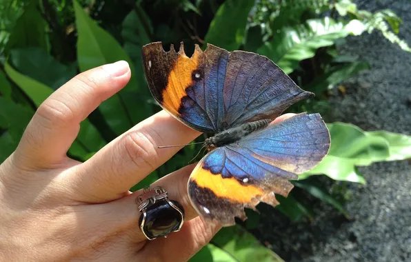 Leaves, butterfly, hand, wings, ring, fingers, beautiful