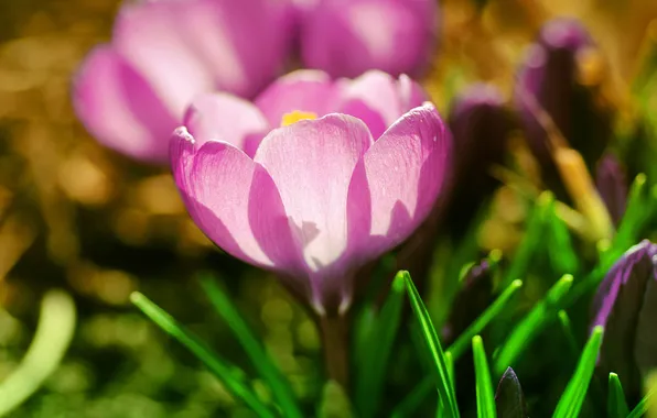 Picture flower, grass, macro, light, pink, spring, petals, primrose