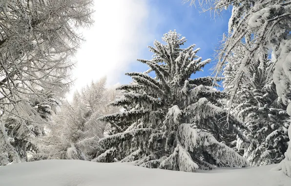 Picture winter, forest, snow