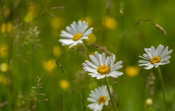 Field, grass, nature, chamomile, petals, meadow