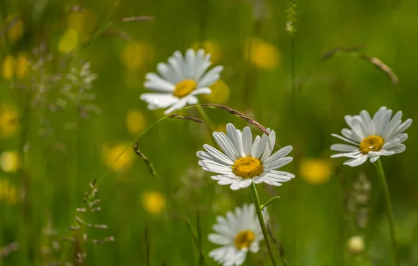 Field, grass, nature, petals, Daisy, meadow