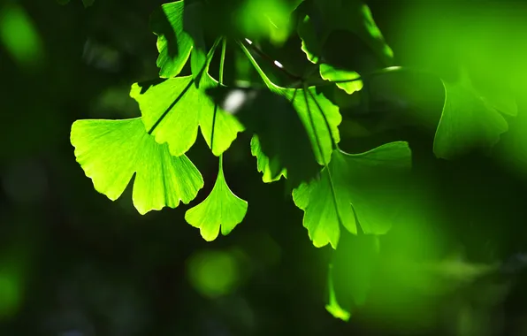 Leaves, background, the game, shadows, green, light