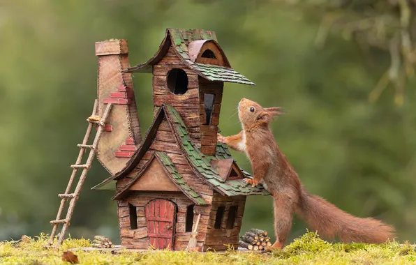 Roof, pose, house, moss, protein, pipe, ladder, wood