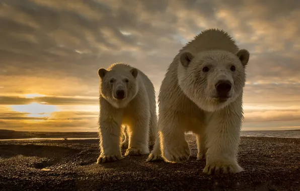 Picture nature, stones, coast, predators, North pole, polar bears