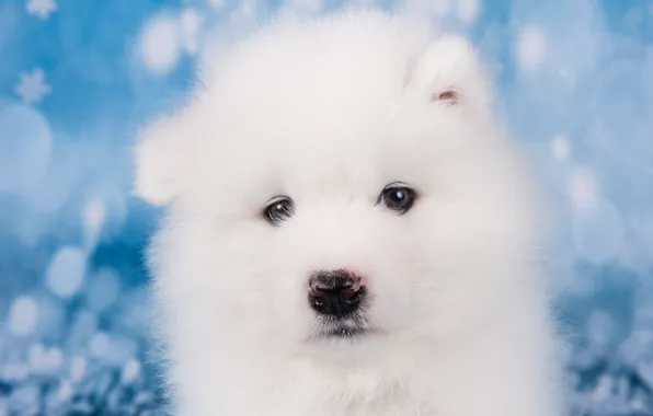 White, look, portrait, dog, muzzle, cute, puppy, photoshoot