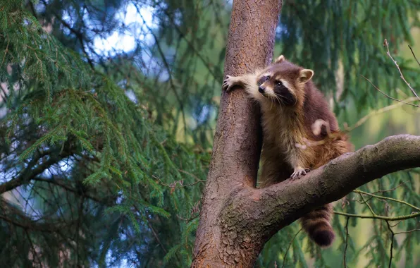 Picture tree, raccoon, on the tree