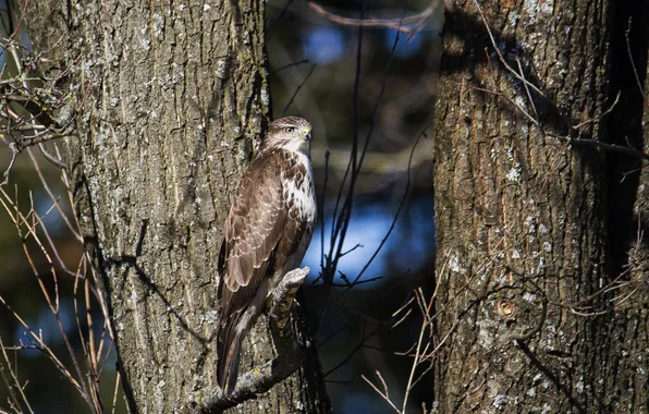 Birds, predator, Buzzard, photohunt