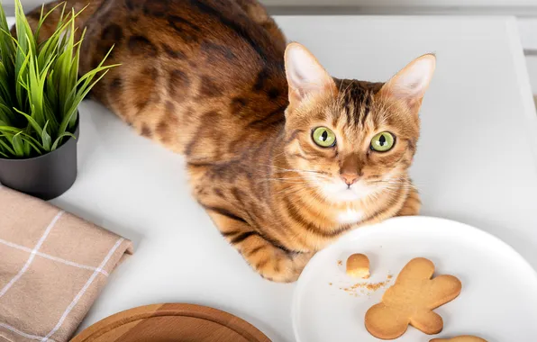 Cat, grass, cat, look, pose, table, towel, cookies