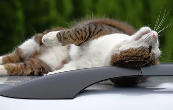 Machine, cat, cat, look, face, pose, stay, paws