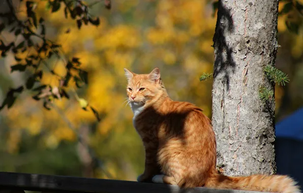 Picture autumn, cat, cat, light, trees, branches, the fence, red