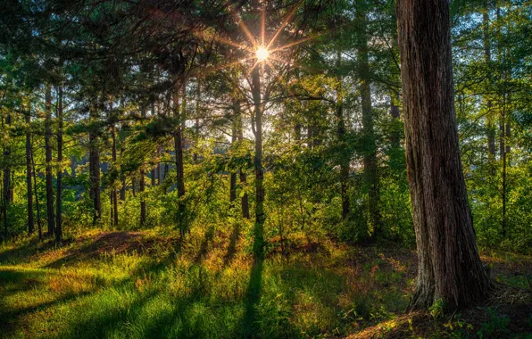 Greens, forest, summer, the sun, rays, light, trees, shadow