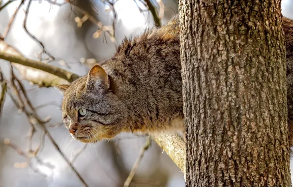 Look, branches, tree, on the tree, Wild cat, Wildcat