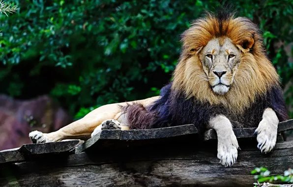 Look, face, pose, the dark background, foliage, Board, Leo, paws