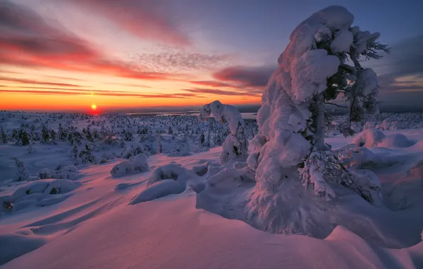 Picture winter, snow, trees, sunset, the snow, Russia, Murmansk oblast