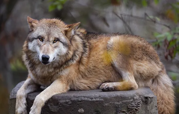 Nature, face, animal, wolf, wildlife, head, fur, mammal