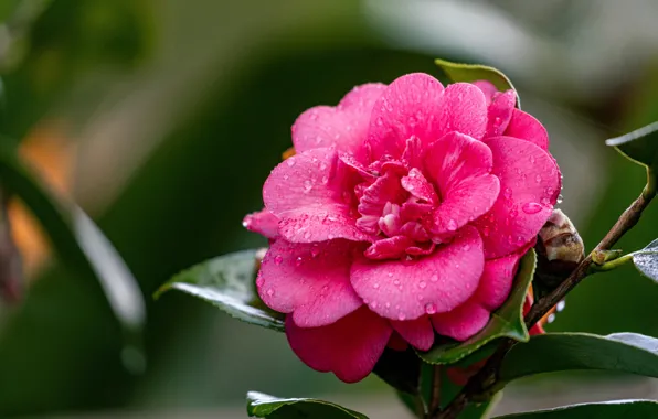 Picture leaves, drops, macro, flowers, pink, Camellia