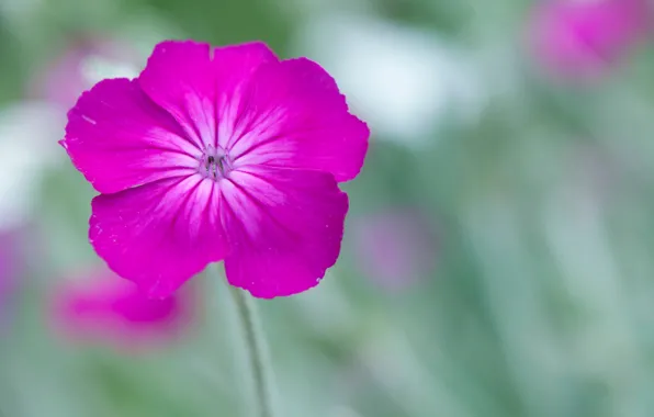 Picture flower, nature, plant, petals