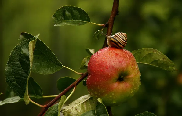 Picture leaves, macro, branches, tree, Apple, snail