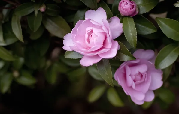 Picture flowers, pink, Camellia