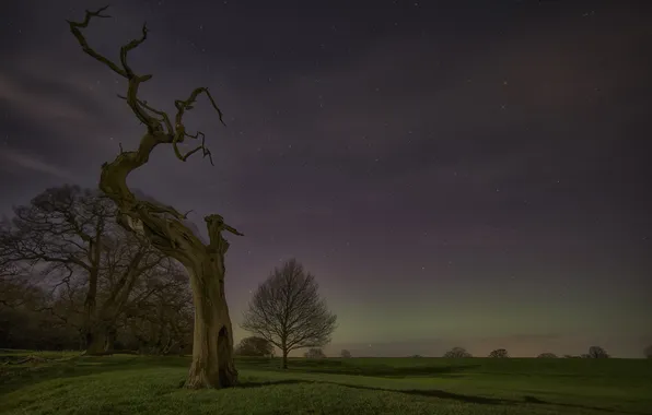 Field, night, tree