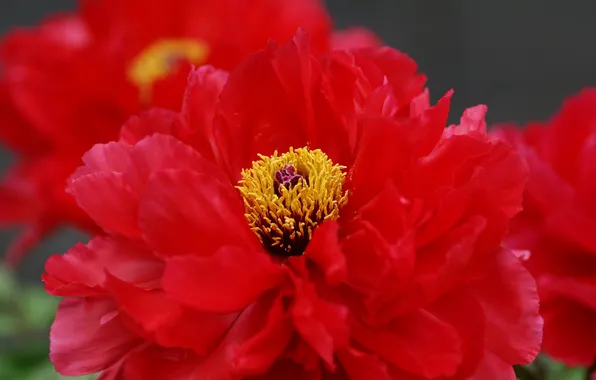 Picture flower, macro, red, peony