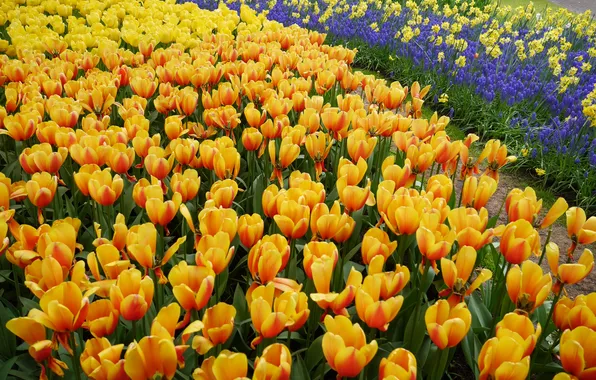 Yellow, tulips, orange, a lot