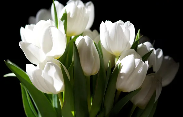 Picture flowers, the dark background, bouquet, tulips, white