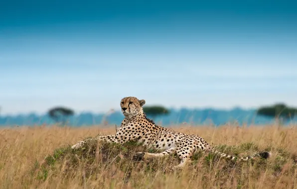 Stay, Cheetah, hunting leopard, Acinonyx jubatus