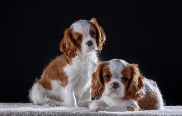 Picture puppies, kids, king Charles Spaniel