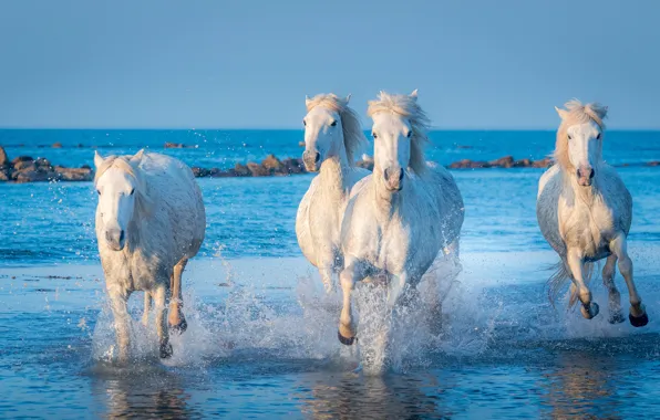 Sea, shore, horses, morning, horse, horses