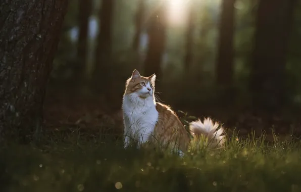 Picture cat, nature, the evening