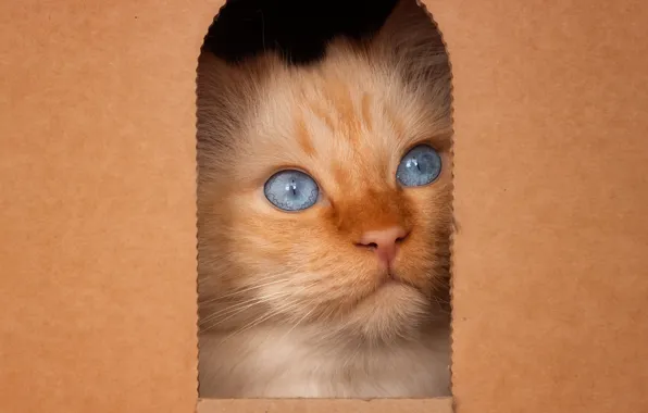 Cat, cat, look, pose, box, portrait, hole, red