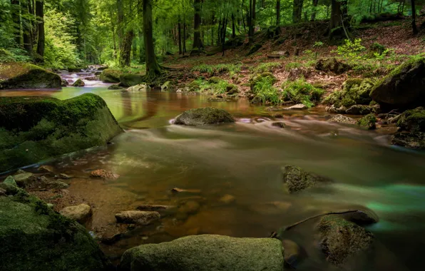 Forest, trees, river, stones, for, waterfall, hdr