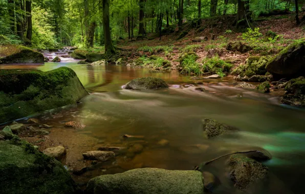 Picture forest, trees, river, stones, for, waterfall, hdr