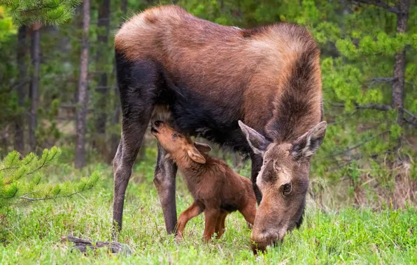 Forest, branches, nature, glade, pair, needles, cub, moose