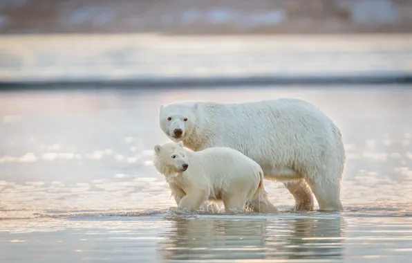 Water, two, baby, bear, bathing, pair, bear, walk